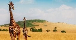 Best safari parks: Maasai Mara & Serengeti