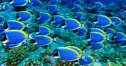All-Inclusive Indian Ocean Paradise