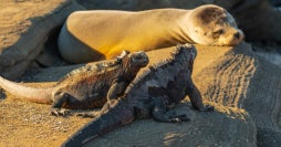 Amazon & Island Hopping in Galapagos