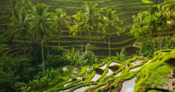 Sacred Bali & Tropical Harmony 