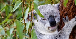 L'Est de l'Australie : De Sydney à Cairns
