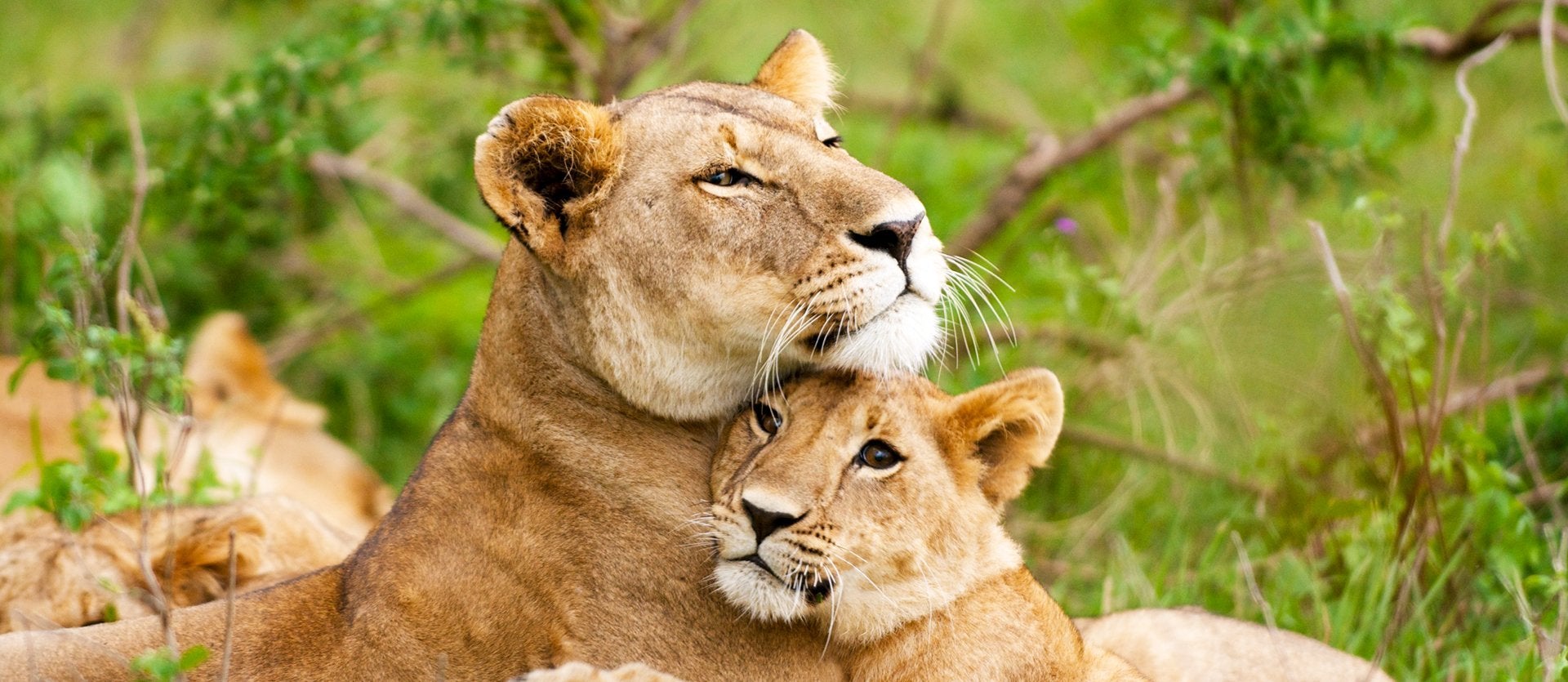 Afrique du Sud — Le Cap et Kruger