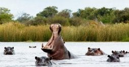 Cape, Kruger, Victoria Falls & Chobe N.P.